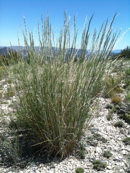 Grober Rotschwingel (englisch:
                                Bluebunch wheatgrass - lat.: Agropyron
                                spicatum) [15] - Wurzeln bis 1,3m tief