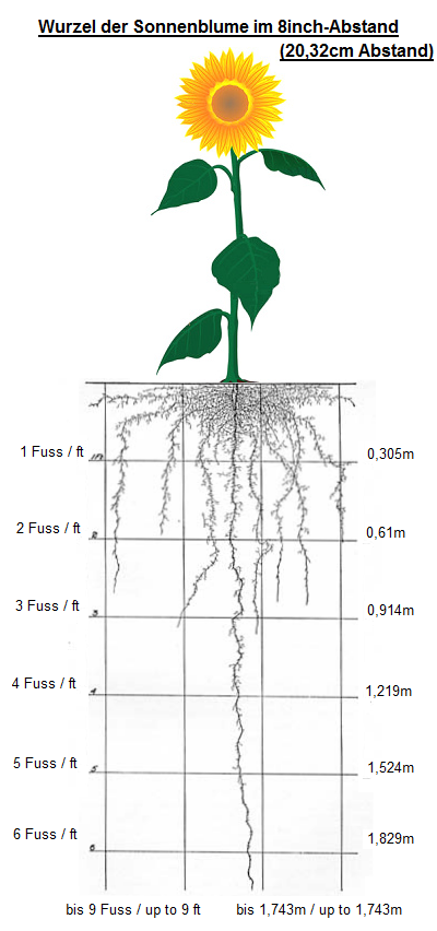 Das
                          Wurzelbild der Sonnenblume (bis 9 Fuss / 1,74m
                          tief) bei einer engen Pflanzung im Abstand von
                          8 Inch (20,32cm)