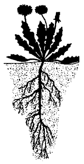 Deep-root dandelion with taproot