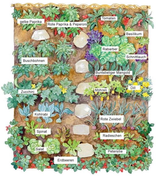 Gem�sefeld mit Mischkultur, Schema