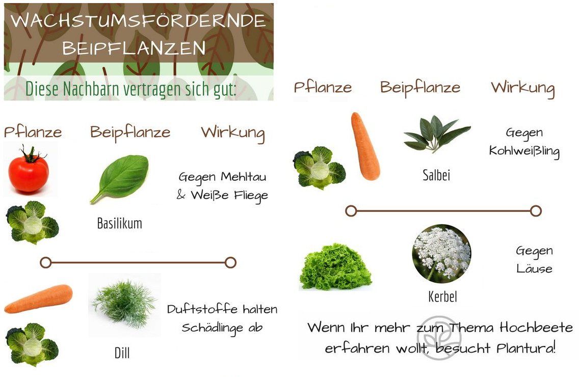 Begleitpflanzen zu Tomaten, M�hren, Kohl,
                      Endivien