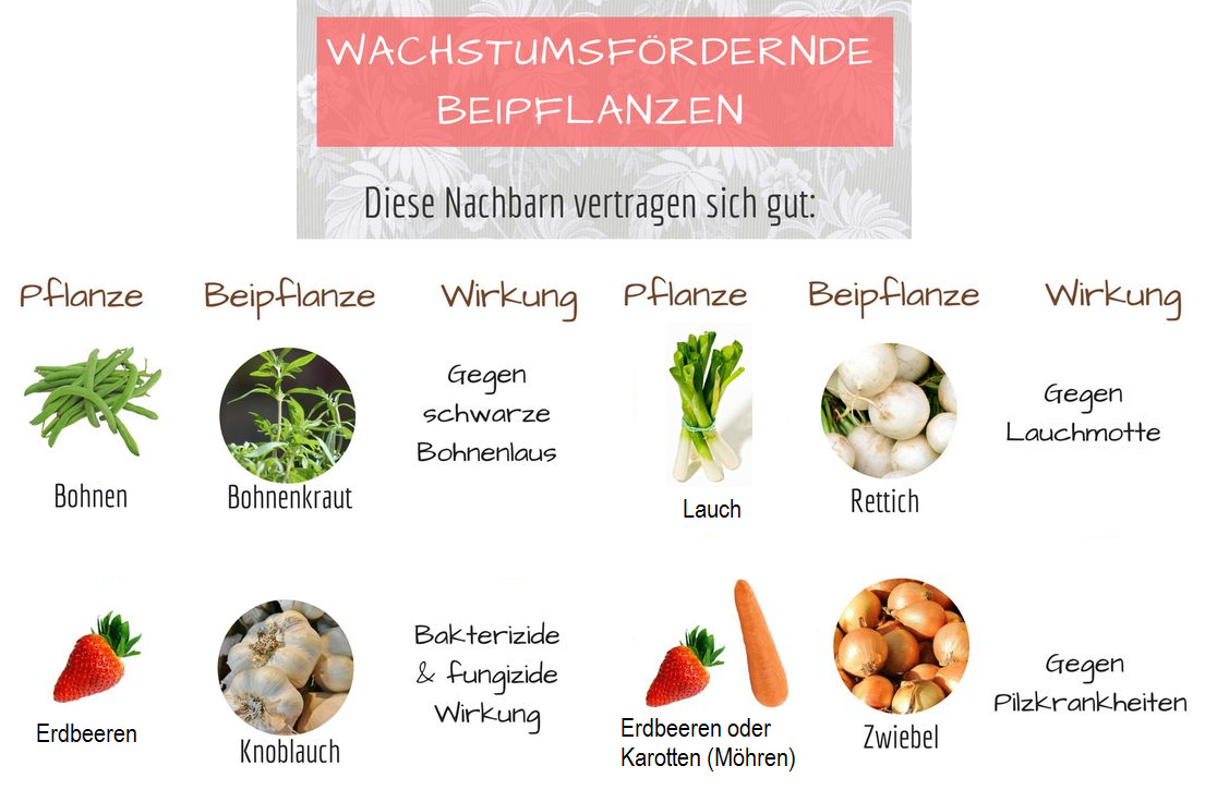 Beipflanzen
                            f�r Bohnen, Erdbeeren, Lauch, Karotten
                            (M�hren)