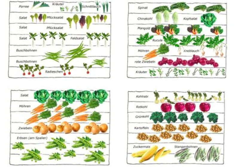 Gem�sefeld mit Mischkultur, Schema 03