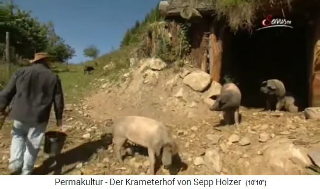 Duroc-Schweine auf dem Permakultur-Hof von Sepp
              Holzer pflügen die Felder und fressen Unkraut weg