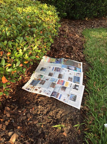 Put newspaper
                against weeds