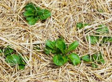 Beet mit Stroh als
            Mulch