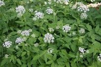 Ground elder (Giersch) Ground elder
(Giersch)