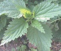 Stinging nettle (Brennnessel) Stinging
nettle (Brennnessel)