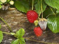 Botrytis-Schlauchpilz an einer Erdbeere