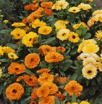Ringelblumen
                  (Calendula)