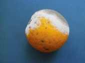 Botrytis-Schlauchpilz ("grauer
            Pilzrasen" an einer Orange