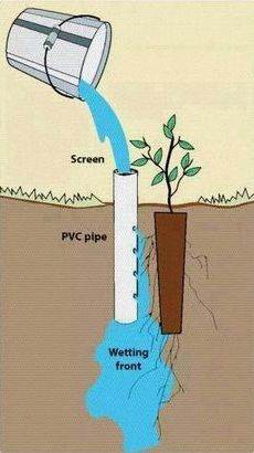 Wasserrohr
                    zurBewässerung eines Baumsprösslings in
                    trockenenGegenden, Schema, das Rohr ist aber nicht
                    genug
