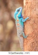 Tailandia, Centro Kailash
                    Akhara, las iguanas vuelven a vivir aqu�