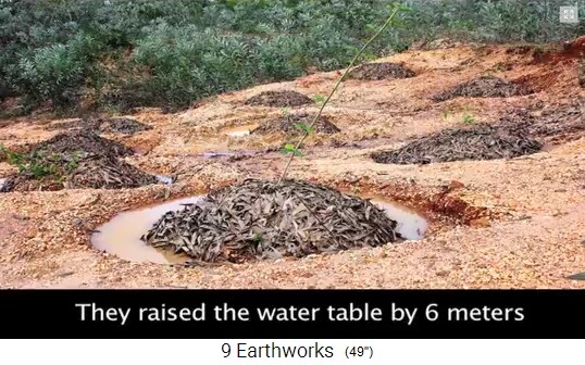Sadhana-Forest bei Auroville in Indien, Baum gesetzt
              mit Holzmulch und Wasserring rundrum
