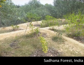 Sistema de
                    presas para el desarrollo forestal en el territorio
                    de permacultura del Bosque Sadhana cerca de
                    Auroville en la India