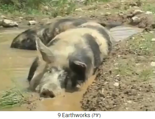Teichbau auf dem Krameterhof von
                    Sepp Holzer: Schweine pressen die die Teichwand in
                    einer vollen Teichgrube