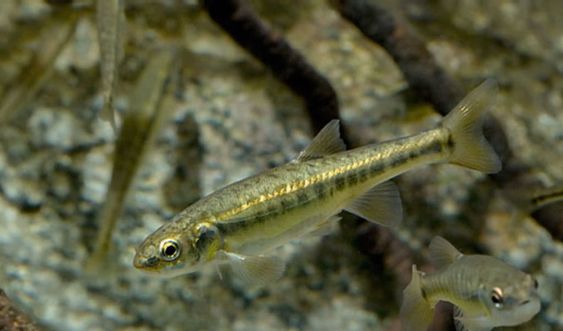 Teichfisch Elritze (Phoxinus phoxinus)