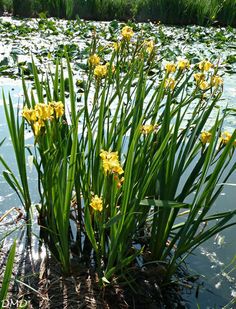 Klärpflanze: Wasser-Schwertlilie /
                  Sumpf-Schwertlilie (Iris pseudacorus)