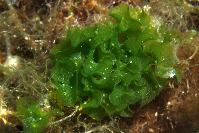 Blattförmige Grünalge
                    (Anadyomene stellata): Foto von Peter Jonas