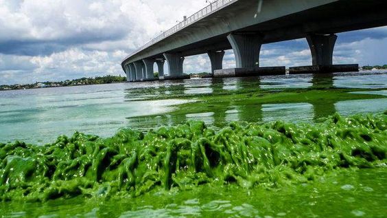 Algenblüete in Florida, es kommen grüne
                    Wellen