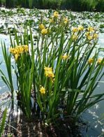 Kl�rpflanze: Wasser-Schwertlilie /
                  Sumpf-Schwertlilie (Iris pseudacorus)