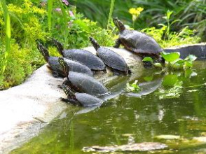 Schildkrötenteich mit sich sonnenden
                    Wasserschildkröten an flachen Ufersteinen