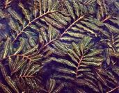 Kl�rpflanze:
                  Krauses Laichkraut (Potamogeton crispus - f�r seichte
                  Teichzonen)