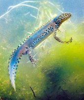 Bergmolch (Ichthyosaura alpestris)