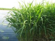 Kl�rpflanze: Schilf (Phragmites australis)