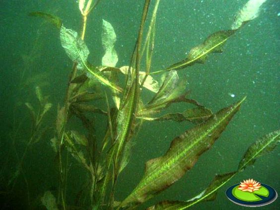 Kl�rpflanze: Gl�nzendes
                    Laichkraut (Potamogeton lucens)