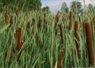 Kl�rpflanze
                    Rohrkolben