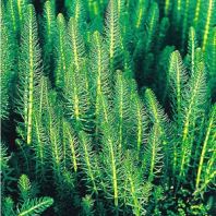 Kl�rpflanze: Gemeiner Tannenwedel
                    (Hippuris vulgaris)