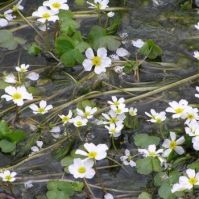 Kl�rpflanze: Wasserhahnenfuss
                    (Ranuculus aquatilis)