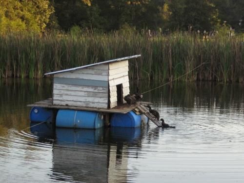 Enteninsel mit
                        Entenh�uschen 08 auf Wasserf�ssern mit Rampe
