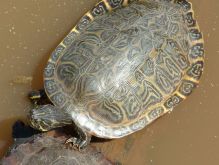 Hieroglyphen-Schmuckschildkr�te (Pseudemys
                    concinna concinna)