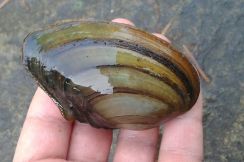 Grosse Teichmuschel (Anodonta cygnea)