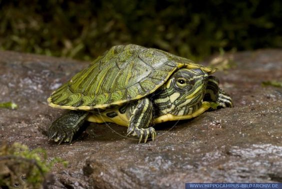 Cumberland-Schmuckschildkr�te (Trachemys
                    scripta troostii)