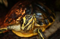 Gelbwangen-Schmuckschildkr�te
                    (Trachemys scripta scripta)