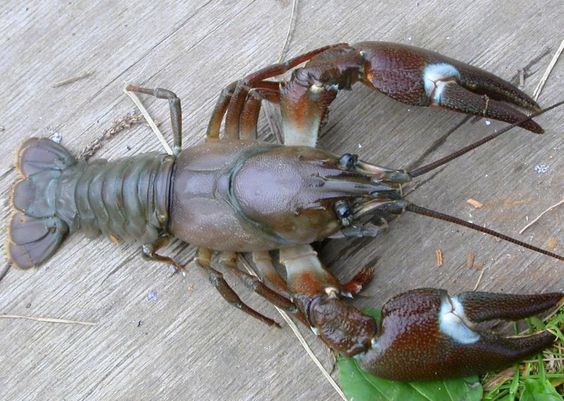 "Amerikanischer" Signalkrebs
                    (Pacifastacus leniusculus)