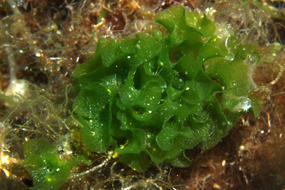 Blattf�rmige Gr�nalge
                    (Anadyomene stellata): Foto von Peter Jonas