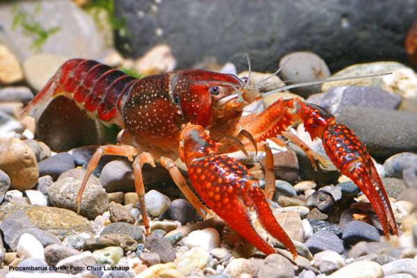 Louisiana-Sumpfkrebs (Procambarus clarkii)