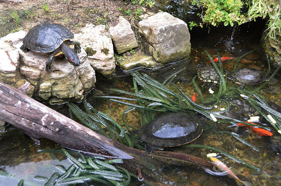 Wasserschildkr�te sonnt sich
                    auf einem flachem Randstein