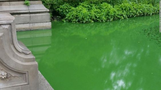 Algenbl�te in New Yorker Stadtpark