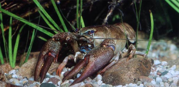 Europ�ischer Edelkrebs (Astacus astacus)