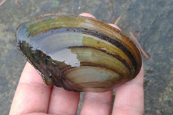 Grosse Teichmuschel (Anodonta cygnea)