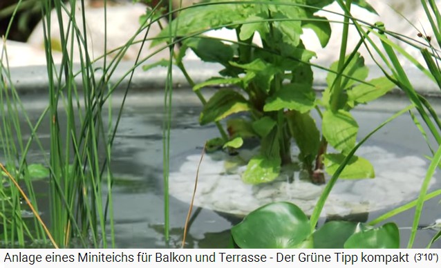 Die
                    Teichpflanzen sind leicht �berschwemmt, also leicht
                    unter dem Wasserspiegel
