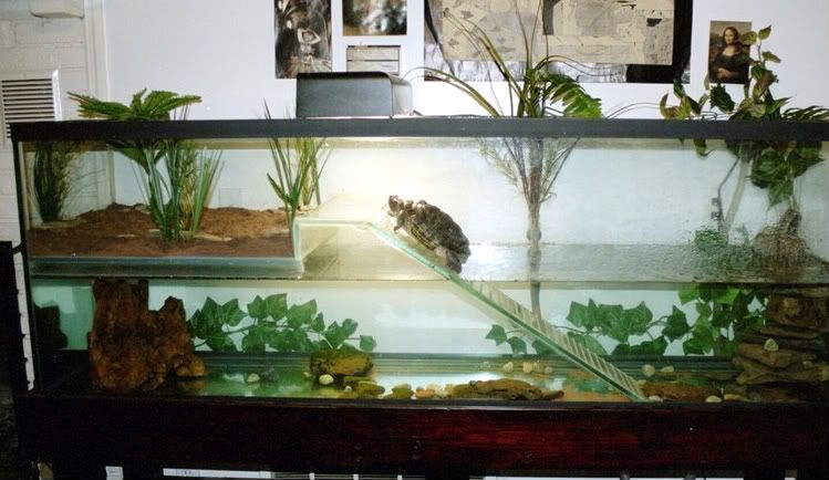 Wasserschildkr�tenaquarium Doppelstock
