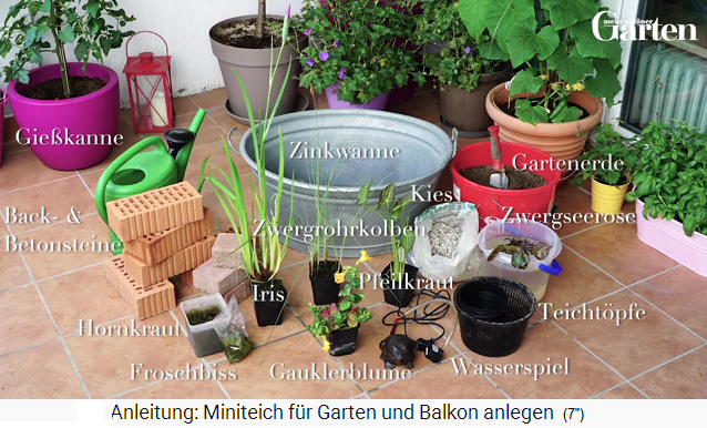Miniteich in Zuber
                    mit Zier- und Kl�rpflanzen: Iris, Zwergrohrkolben,
                    Pfeilkraut, Gauklerblume, Zwergseerose