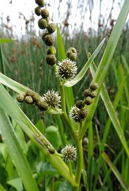 Kl�rpflanze Igelkolben (Sparganium erectum)