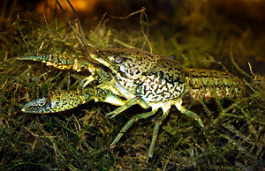 Marmorkrebs aus Florida
                    (Procambarus fallax forma virginalis)